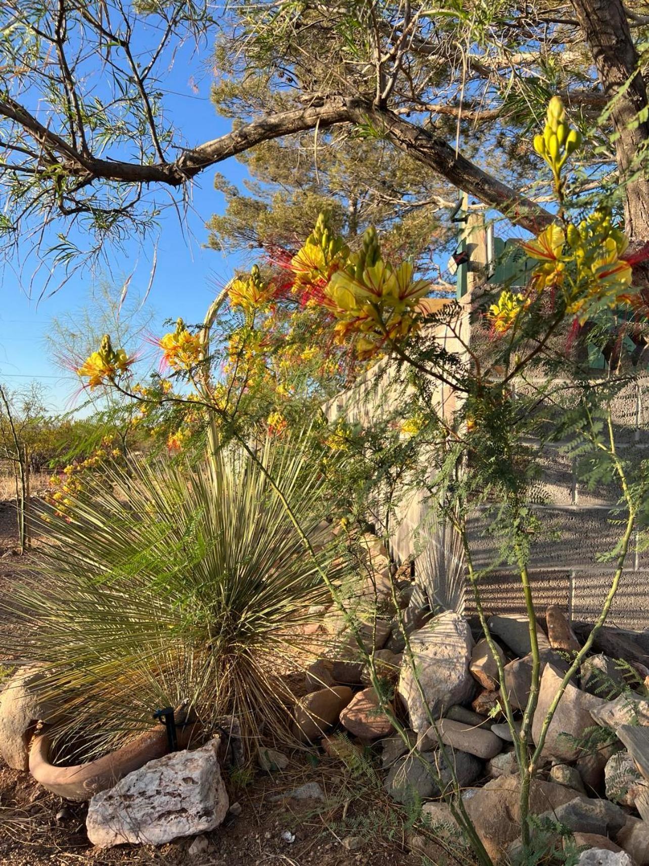 Hole In The Wall Getaway - Usa Mexico Border Bed And Breakfast Columbus Kültér fotó
